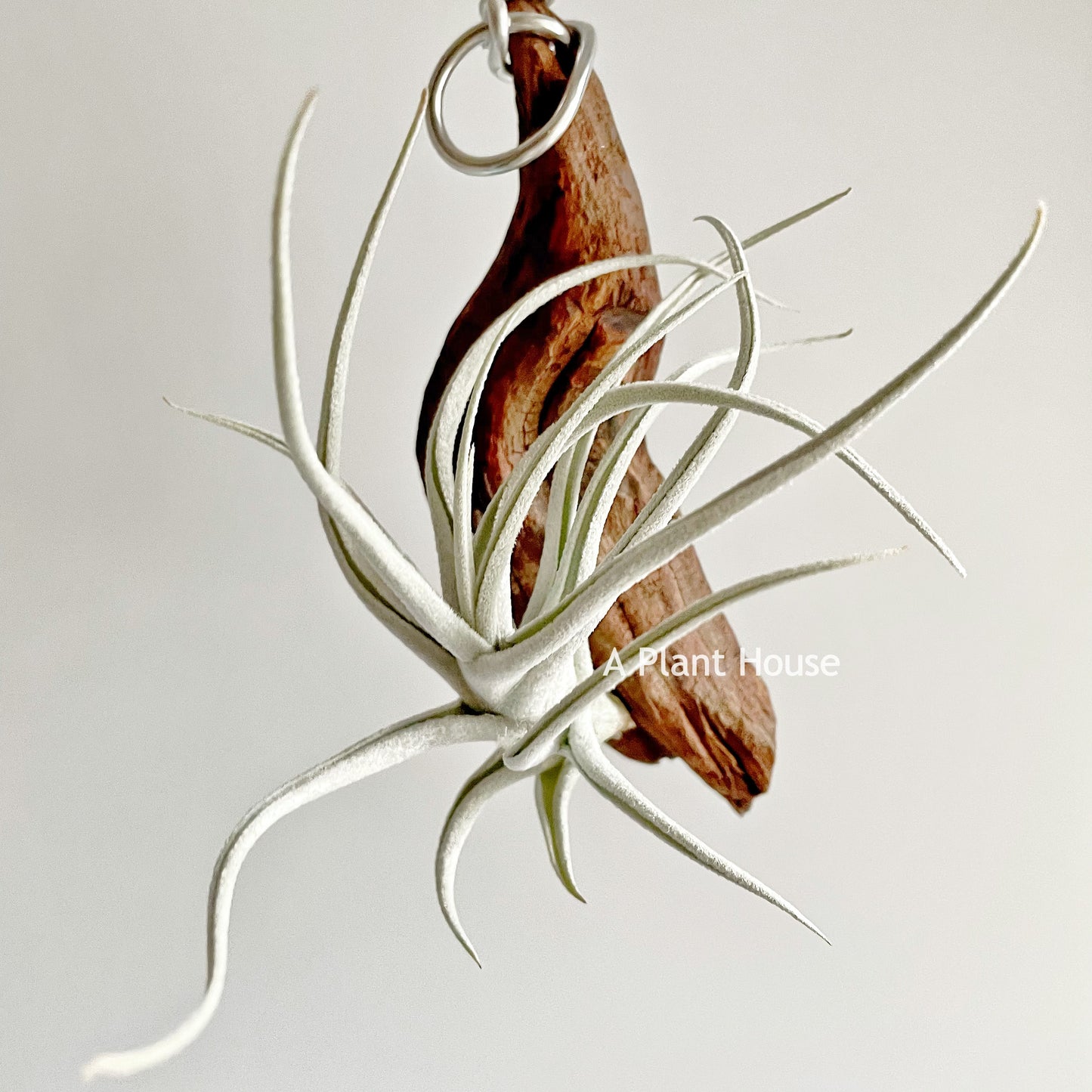 Tillandsia Mitlaensis V. Tulensis