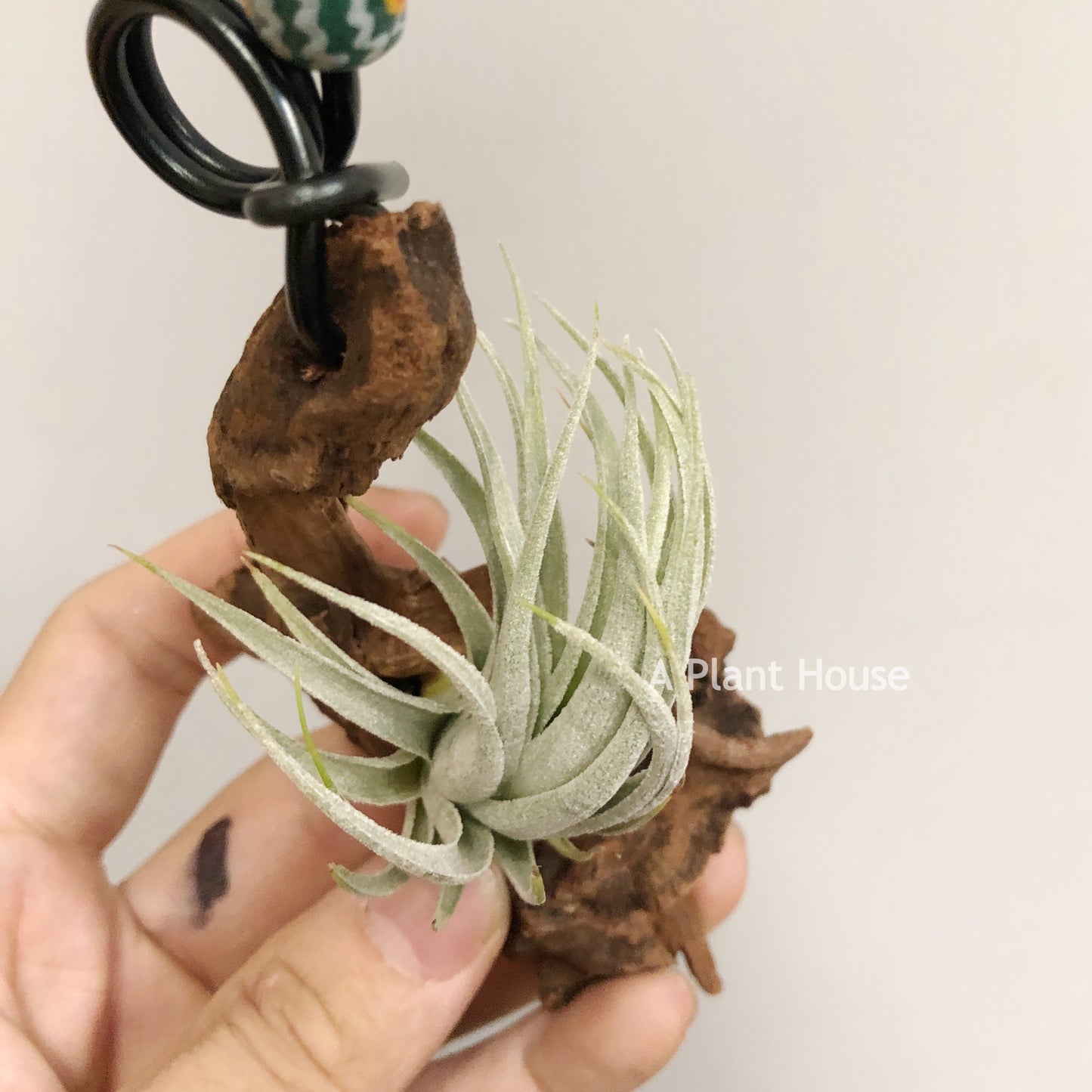 Tillandsia Minasge-Raisensis