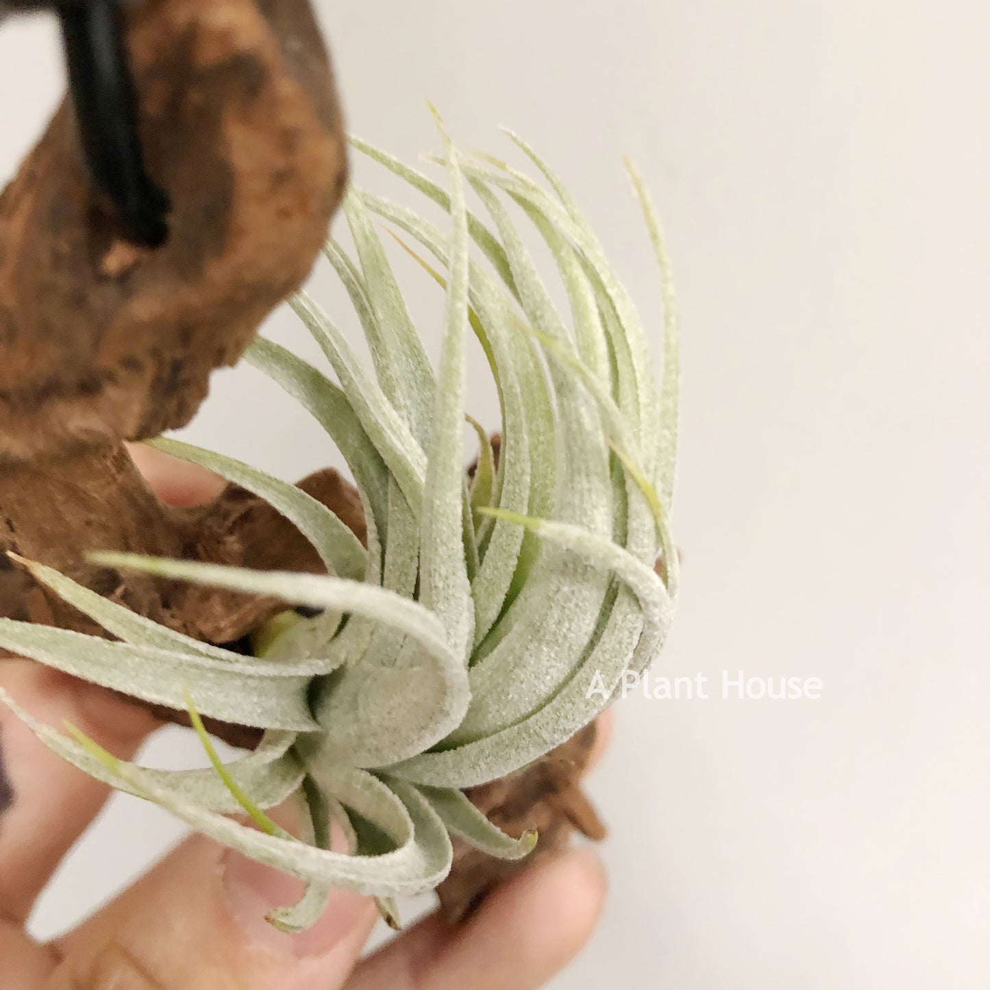 Tillandsia Minasge-Raisensis