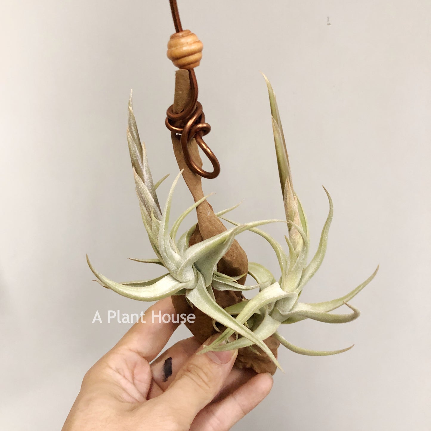 Tillandsia Xiphioides Forme Poilue