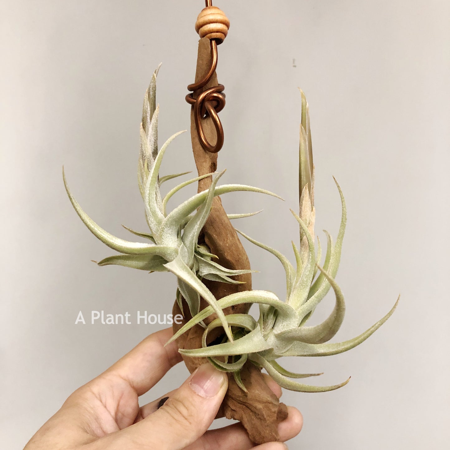 Tillandsia Xiphioides Forme Poilue