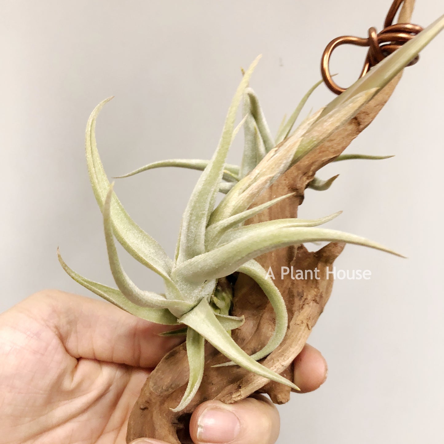 Tillandsia Xiphioides Forme Poilue