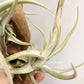 Tillandsia Xiphioides Forme Poilue