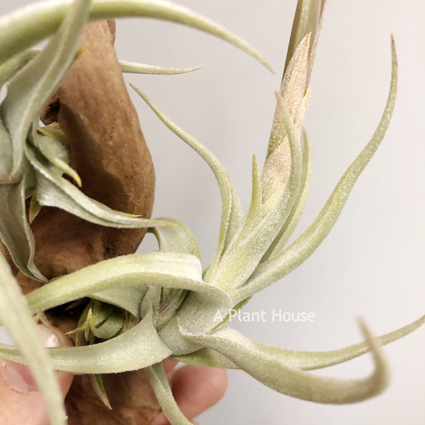 Tillandsia Xiphioides Forme Poilue