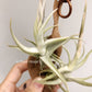Tillandsia Xiphioides Forme Poilue