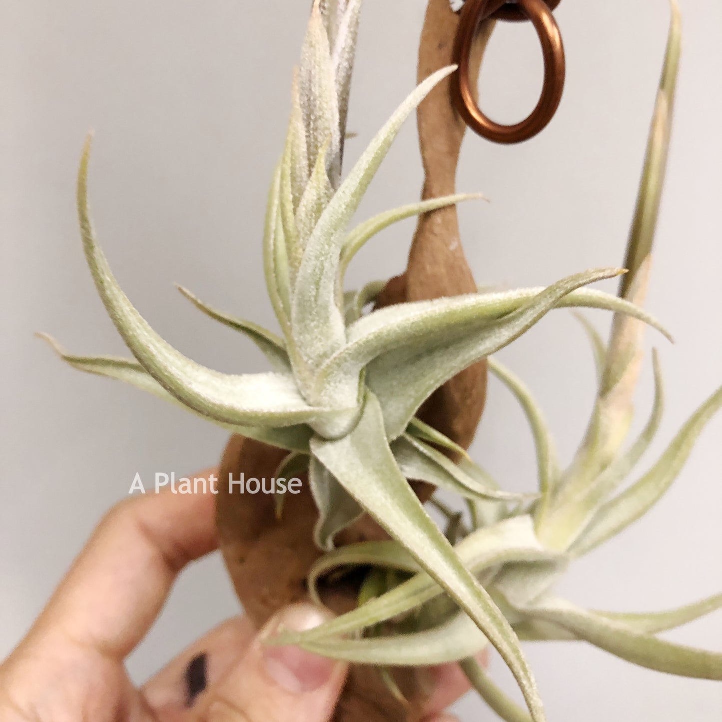 Tillandsia Xiphioides Forme Poilue