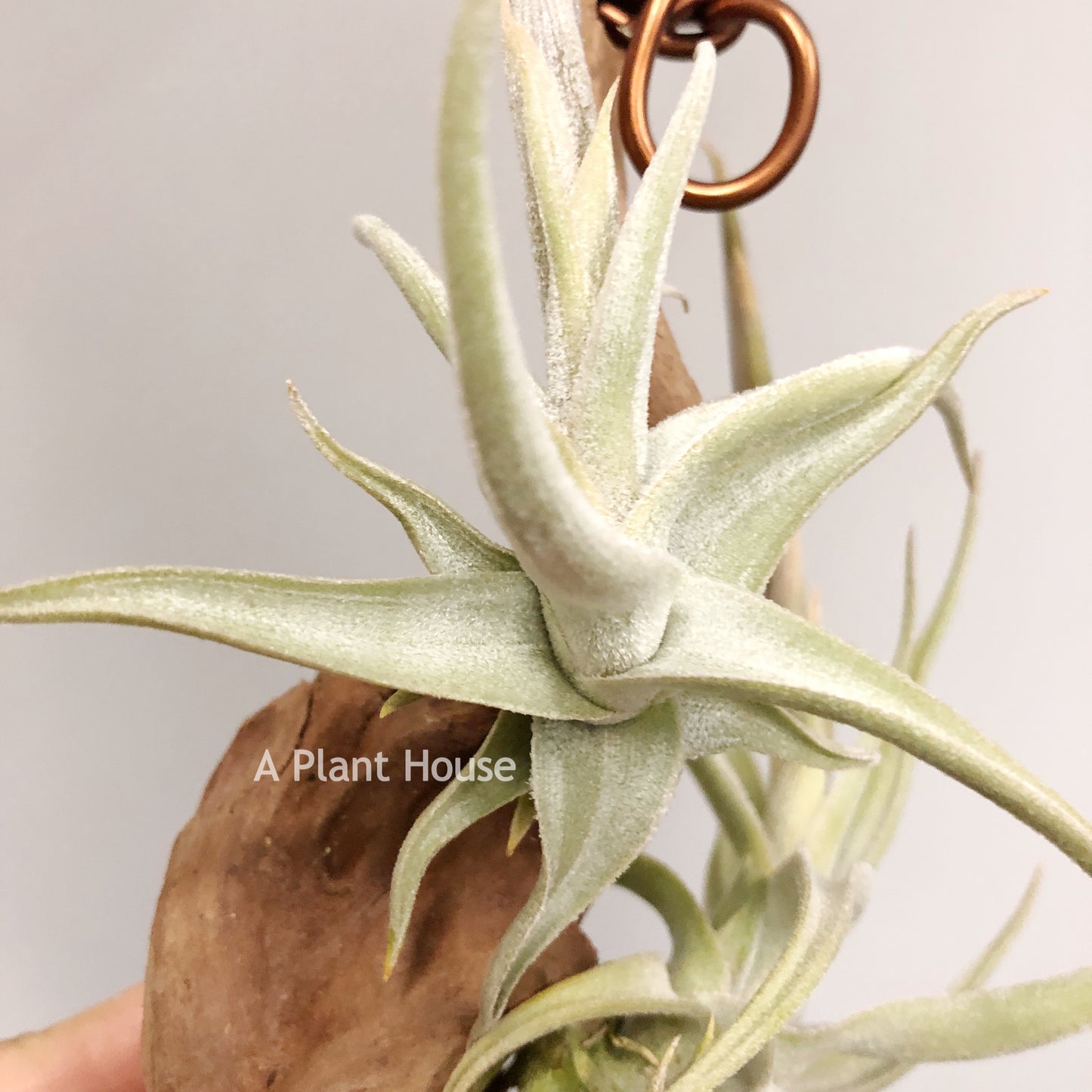 Tillandsia Xiphioides Forme Poilue