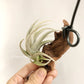 Tillandsia Xiphioides