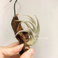 Tillandsia Xiphioides