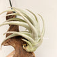 Tillandsia Xiphioides