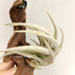 Tillandsia Xiphioides
