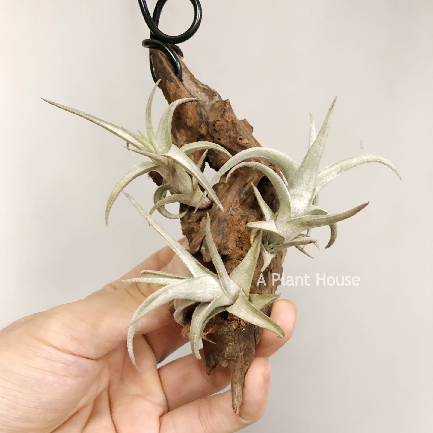 Tillandsia Xiphioides(Forme Naine)