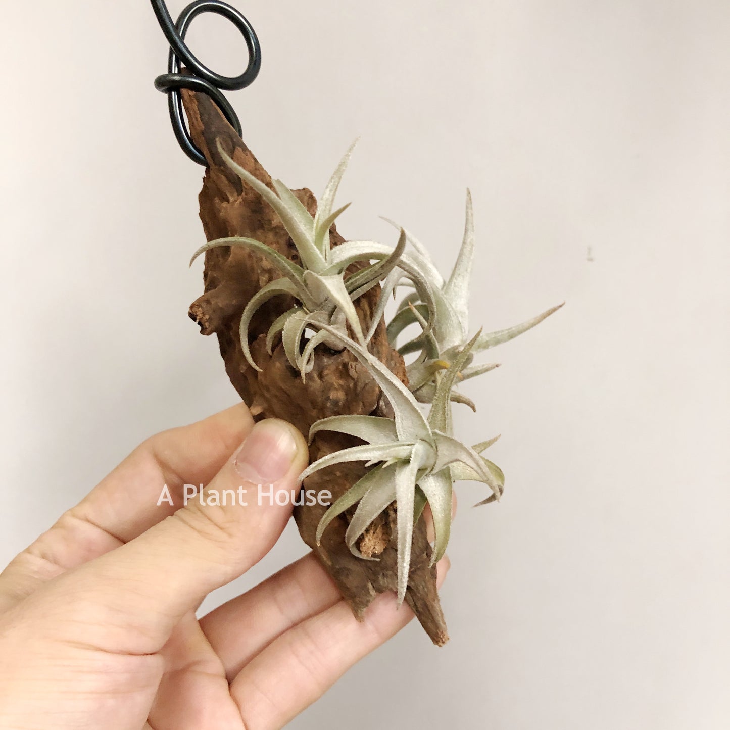 Tillandsia Xiphioides(Forme Naine)