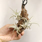 Tillandsia Xiphioides(Forme Naine)