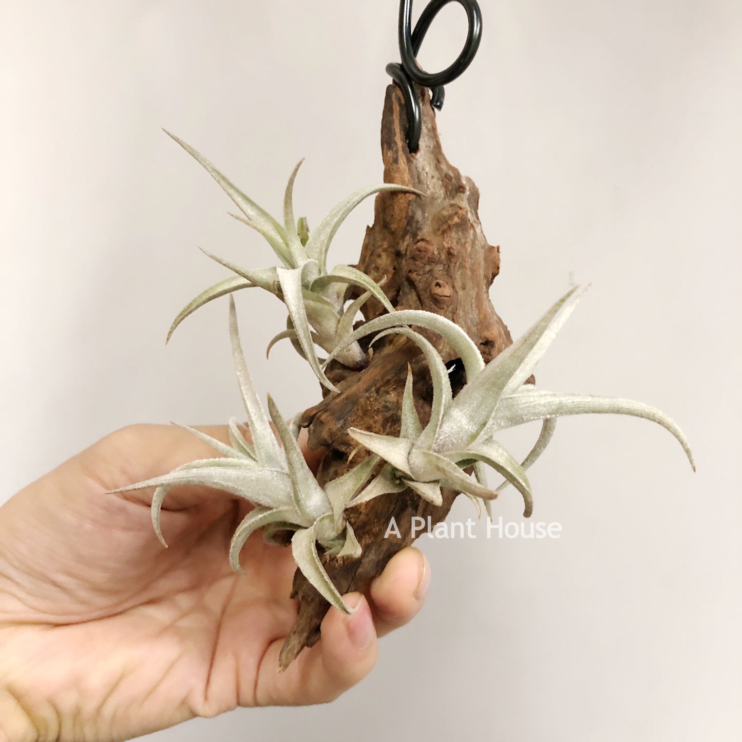 Tillandsia Xiphioides(Forme Naine)