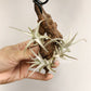 Tillandsia Xiphioides(Forme Naine)