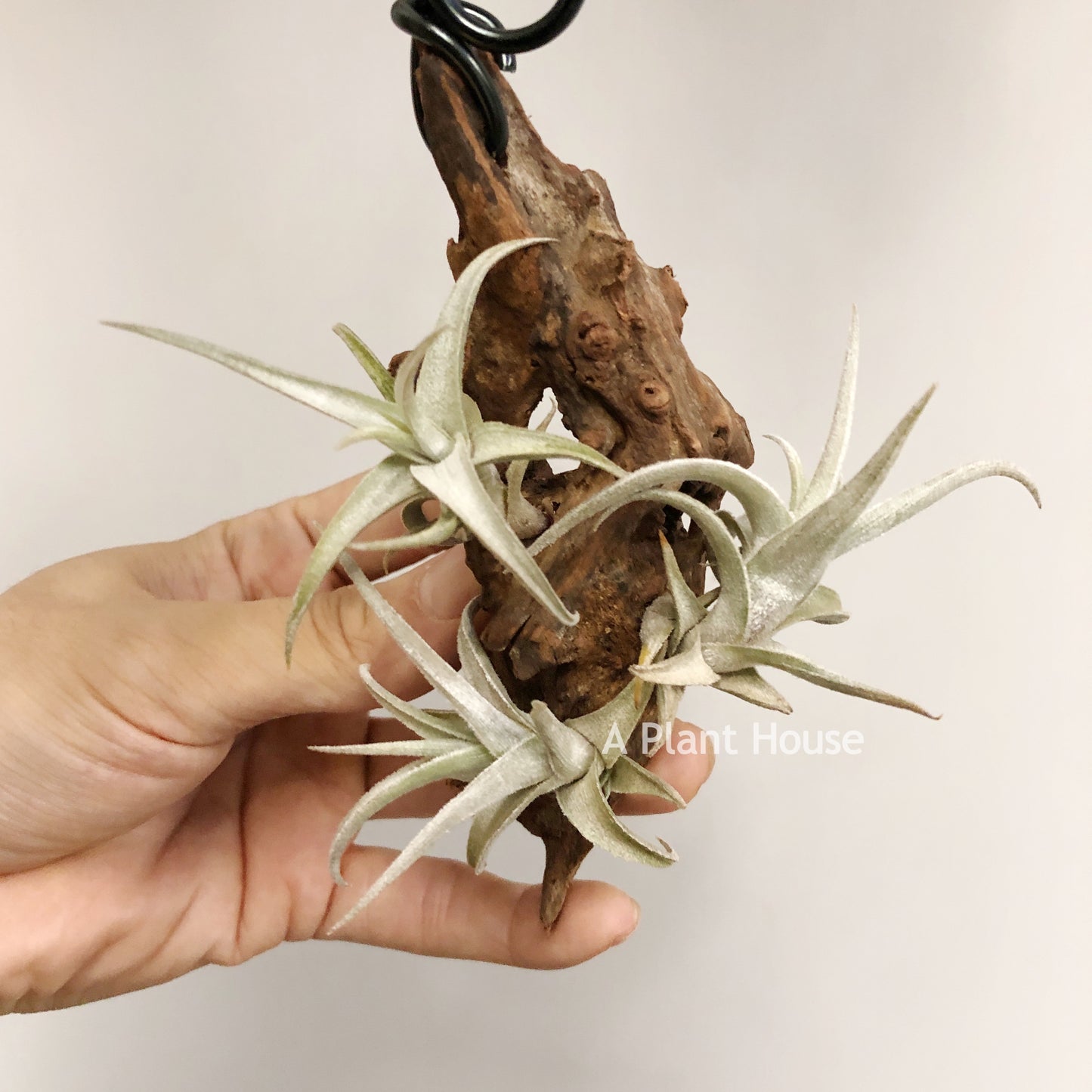 Tillandsia Xiphioides(Forme Naine)