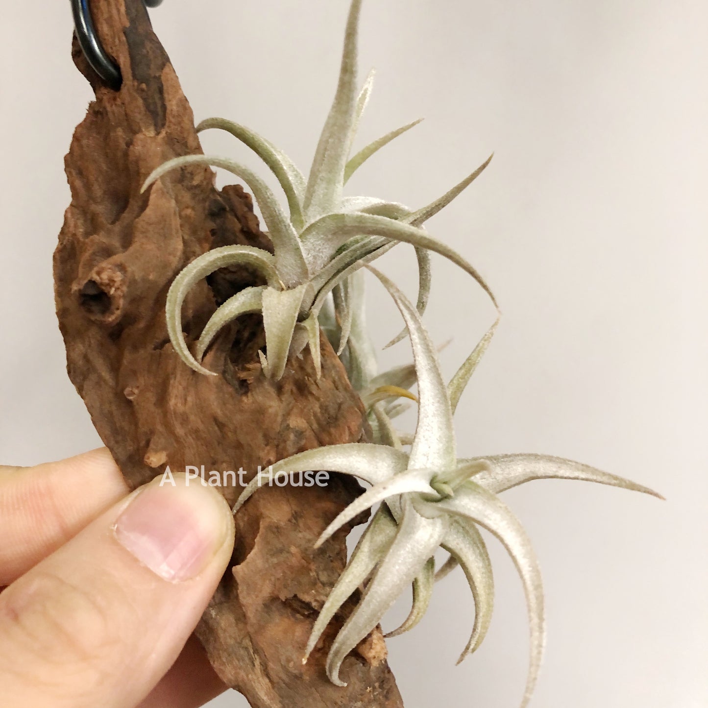 Tillandsia Xiphioides(Forme Naine)