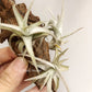 Tillandsia Xiphioides(Forme Naine)