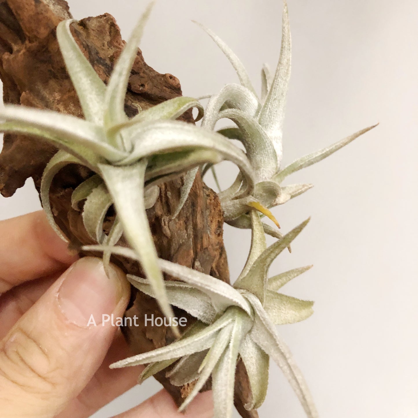 Tillandsia Xiphioides(Forme Naine)