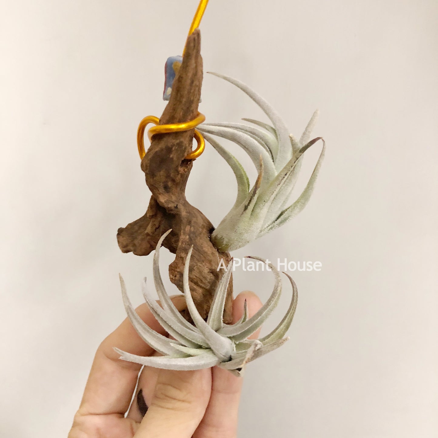 Tillandsia Lorentziana (forme 2)