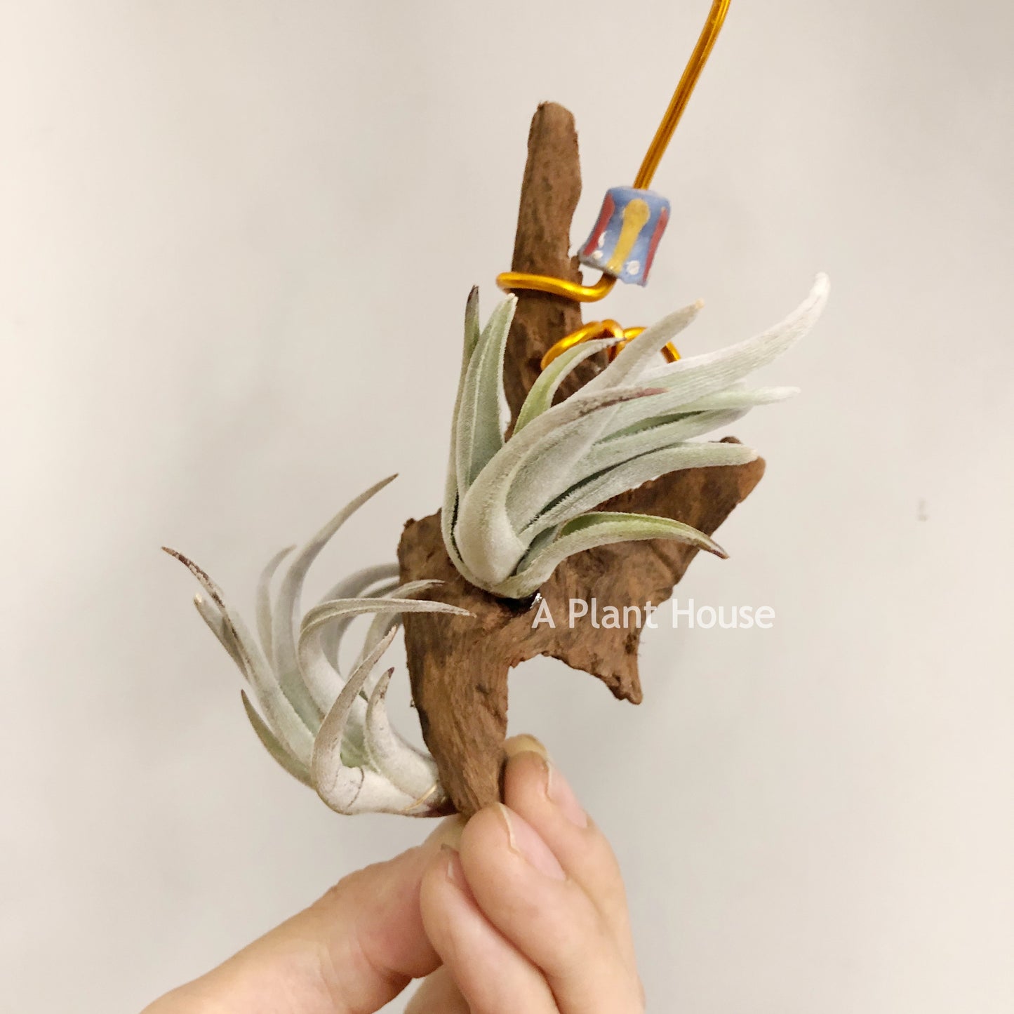 Tillandsia Lorentziana (forme 2)