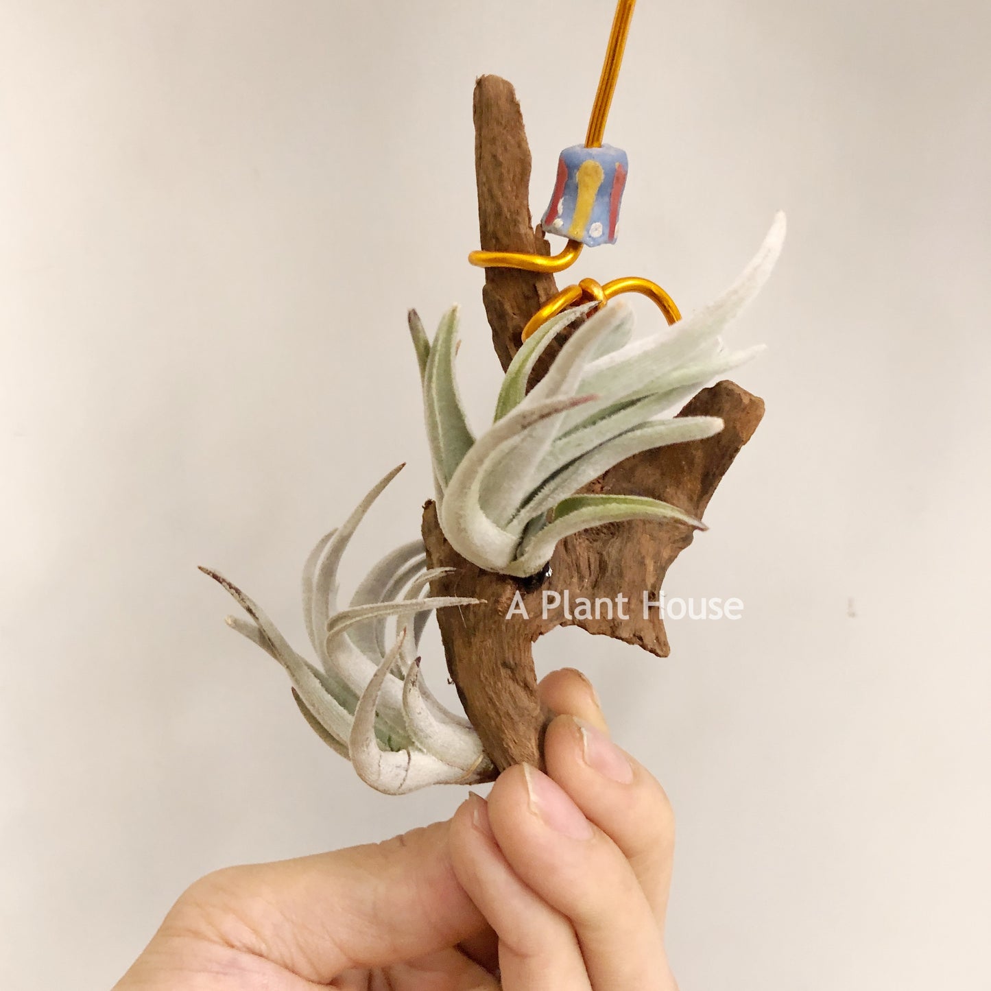 Tillandsia Lorentziana (forme 2)