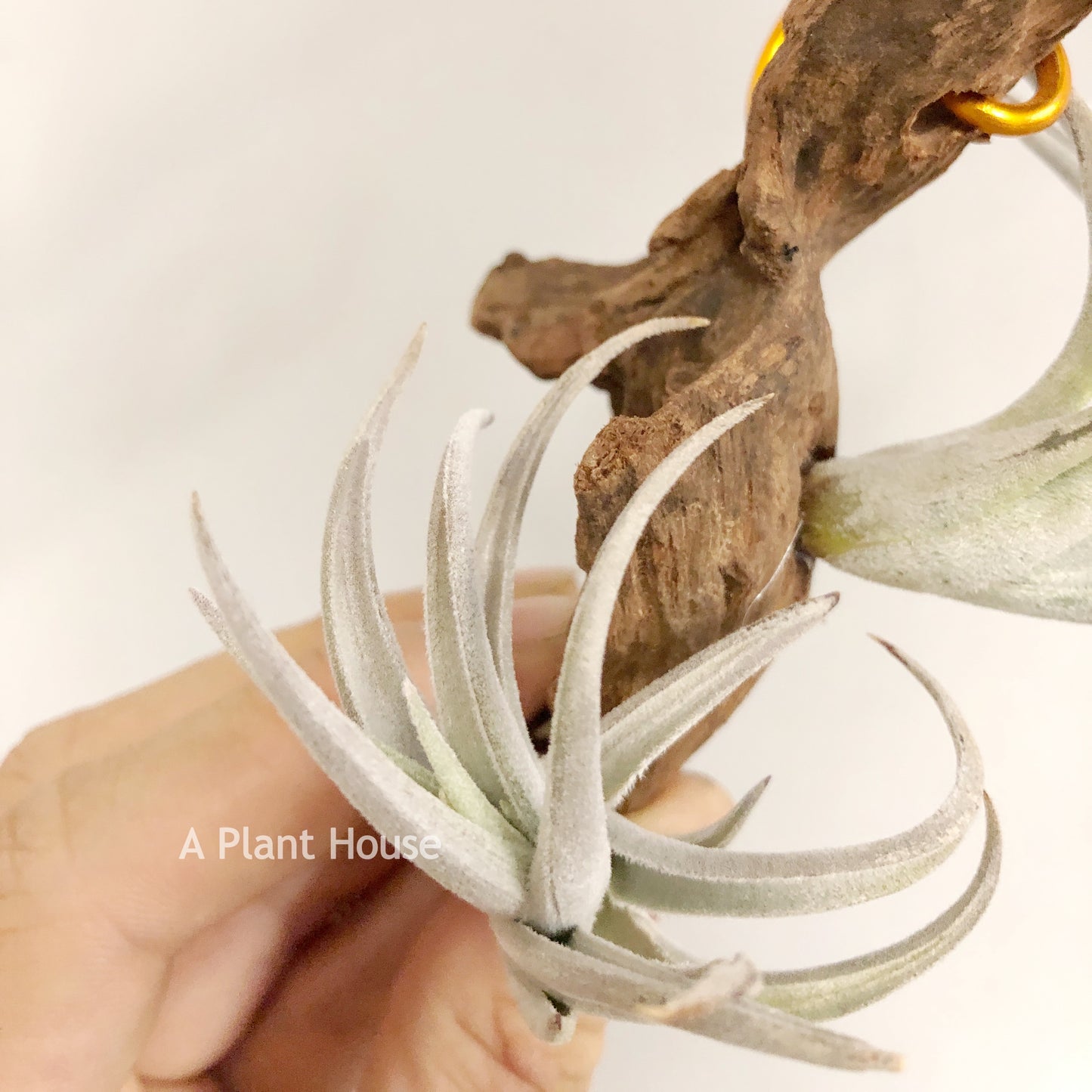 Tillandsia Lorentziana (forme 2)