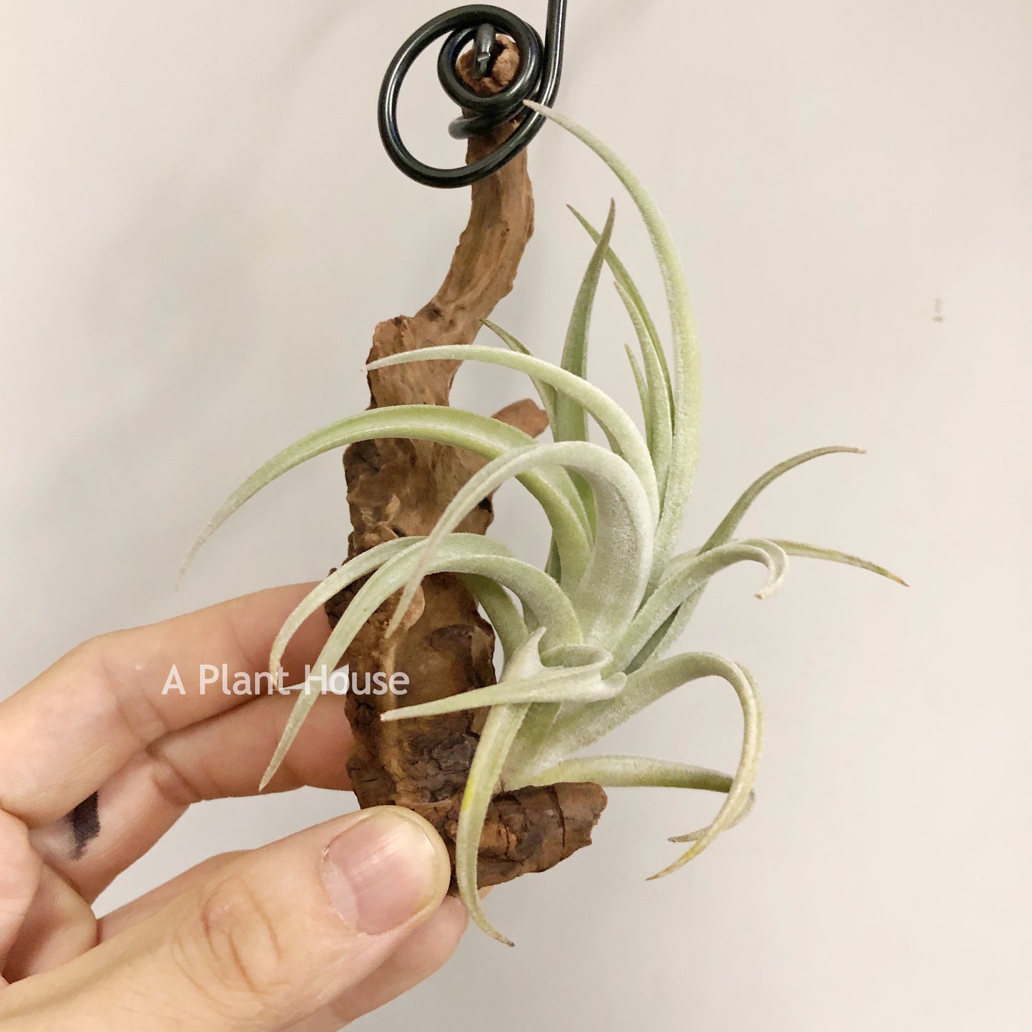 Tillandsia Lorentziana (forme 1)