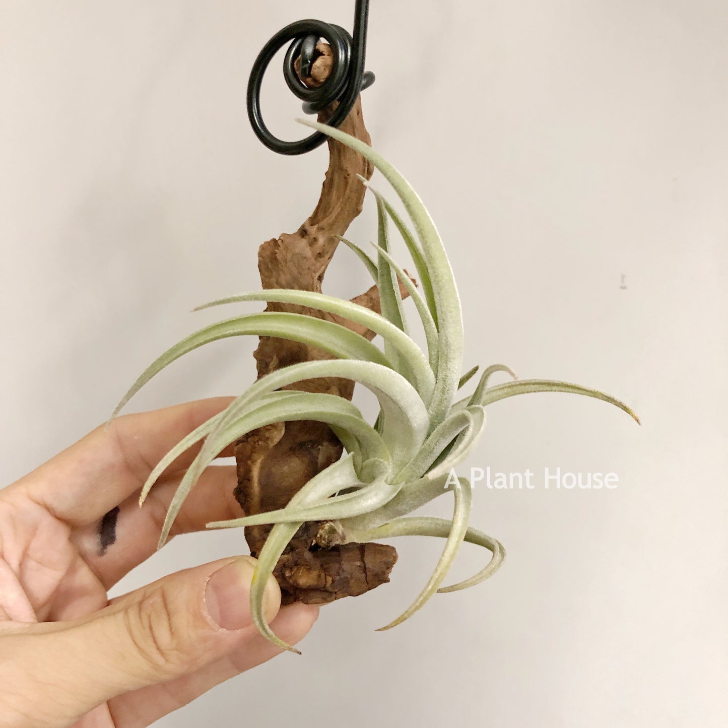 Tillandsia Lorentziana (forme 1)