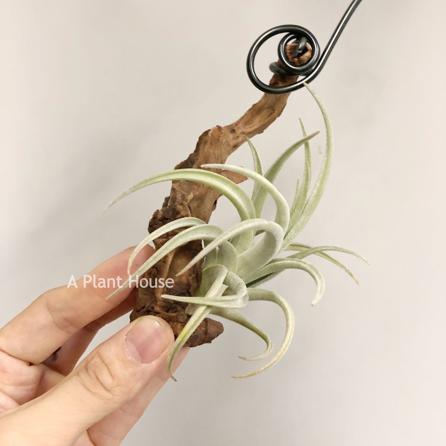 Tillandsia Lorentziana (forme 1)