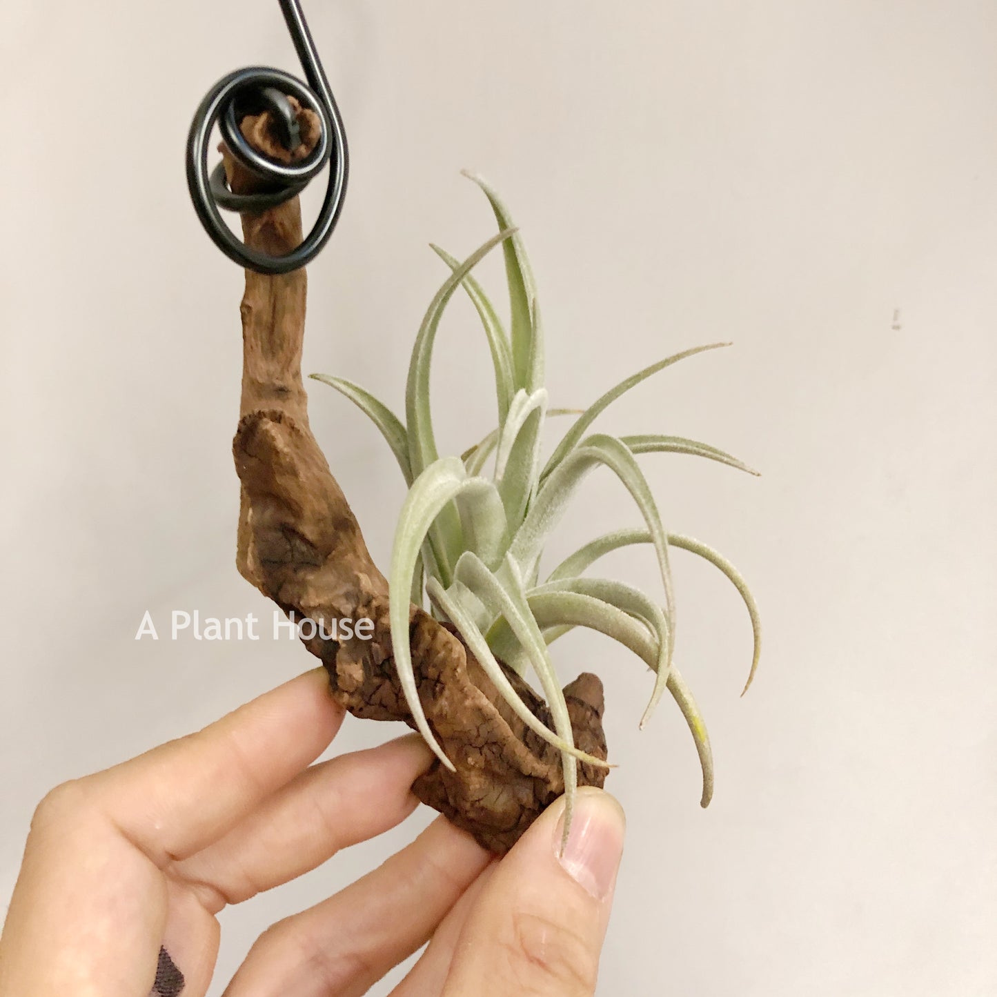 Tillandsia Lorentziana (forme 1)