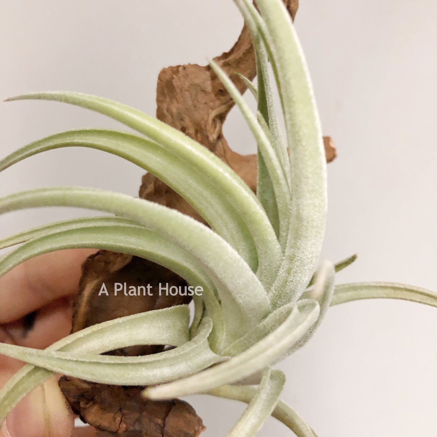 Tillandsia Lorentziana (forme 1)