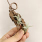 Tillandsia Muhriae