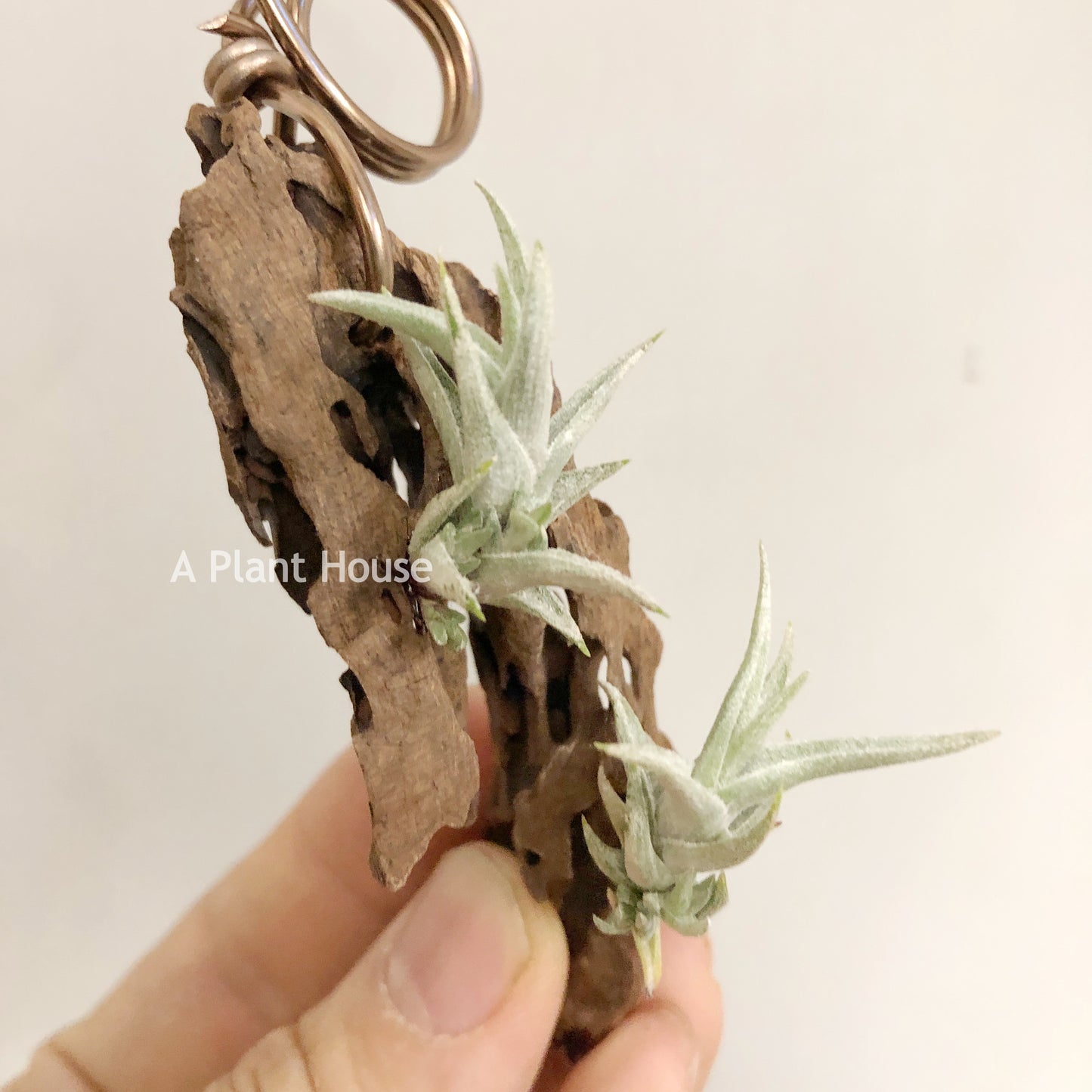 Tillandsia Muhriae