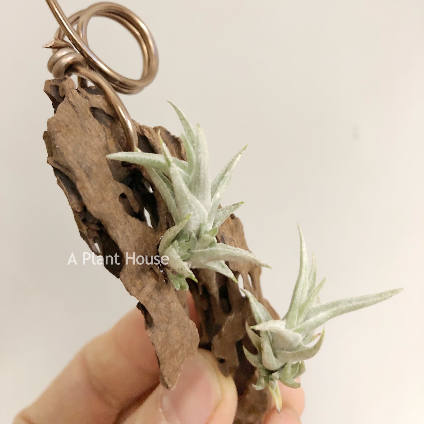 Tillandsia Muhriae