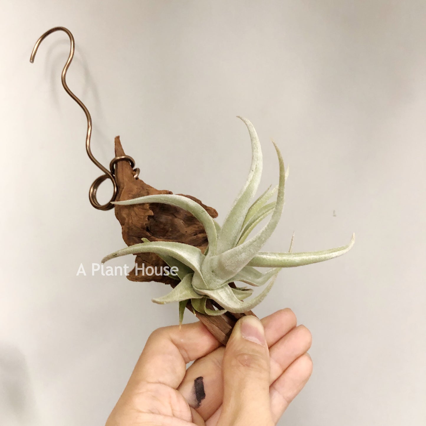 Tillandsia Xiphioides forme poilue