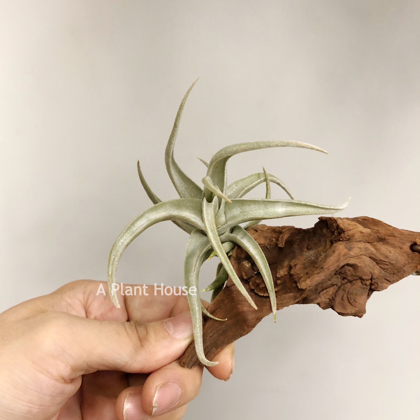 Tillandsia Xiphioides forme poilue