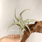 Tillandsia Xiphioides forme poilue