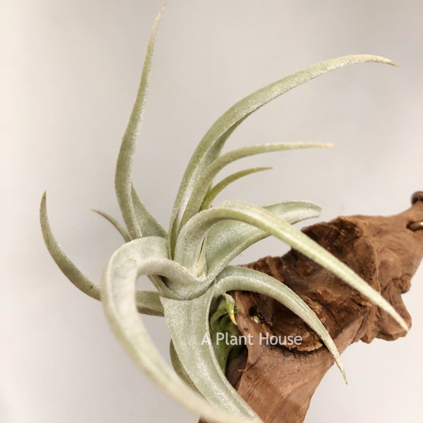 Tillandsia Xiphioides forme poilue