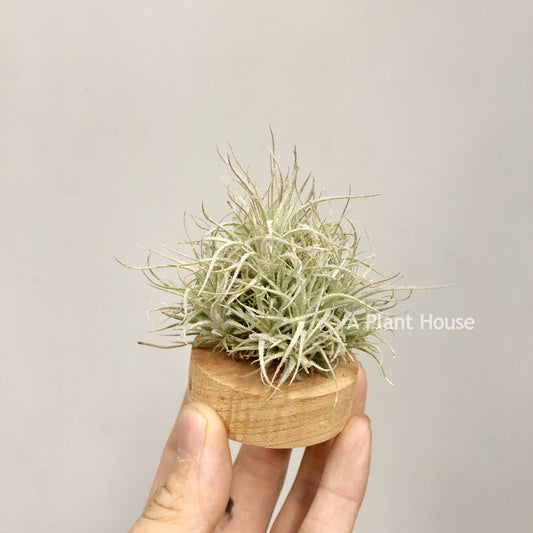 Tillandsia Tectorum Touffe