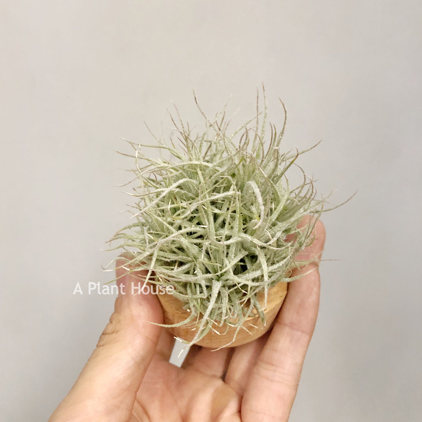 Tillandsia Tectorum Touffe