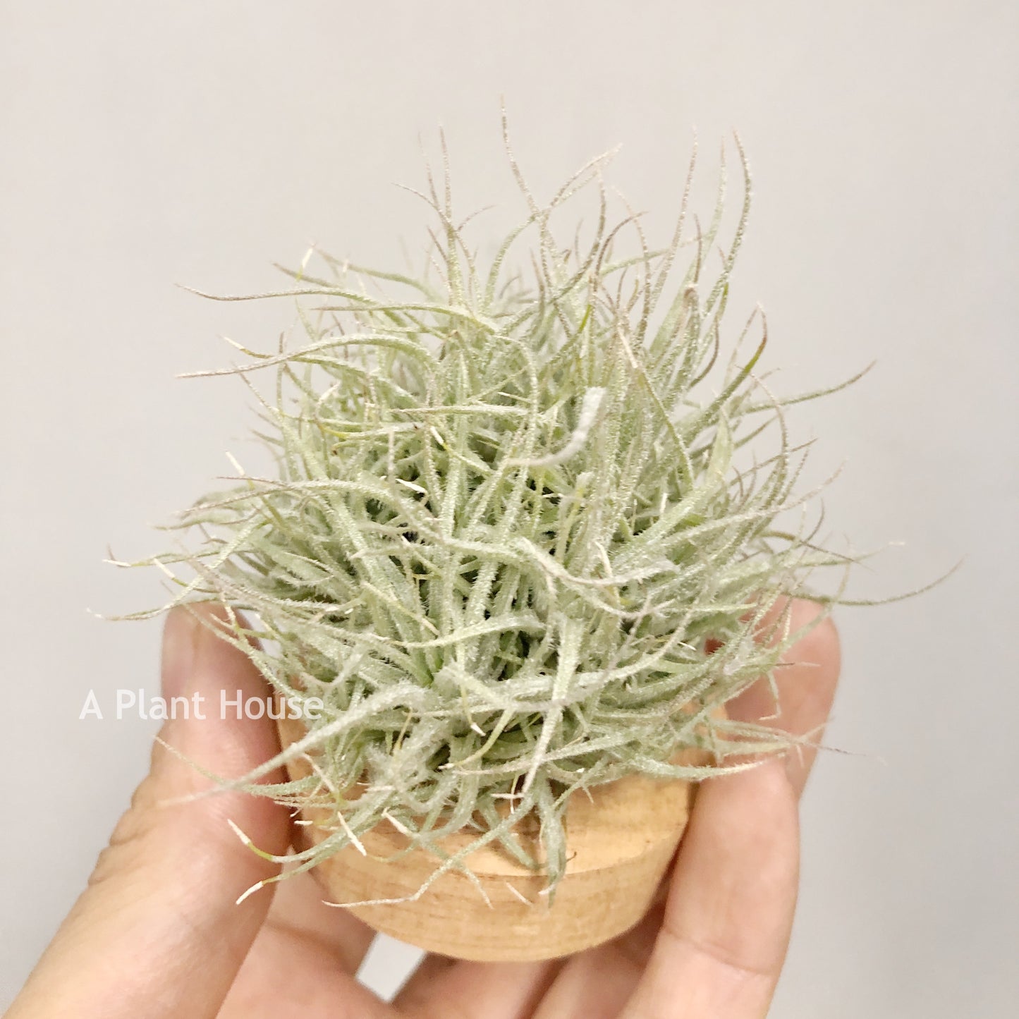 Tillandsia Tectorum Touffe