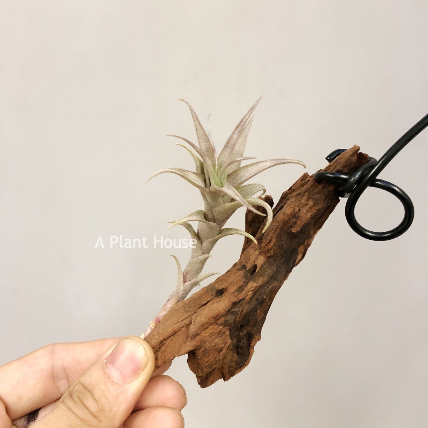 Tillandsia Roseoscapa