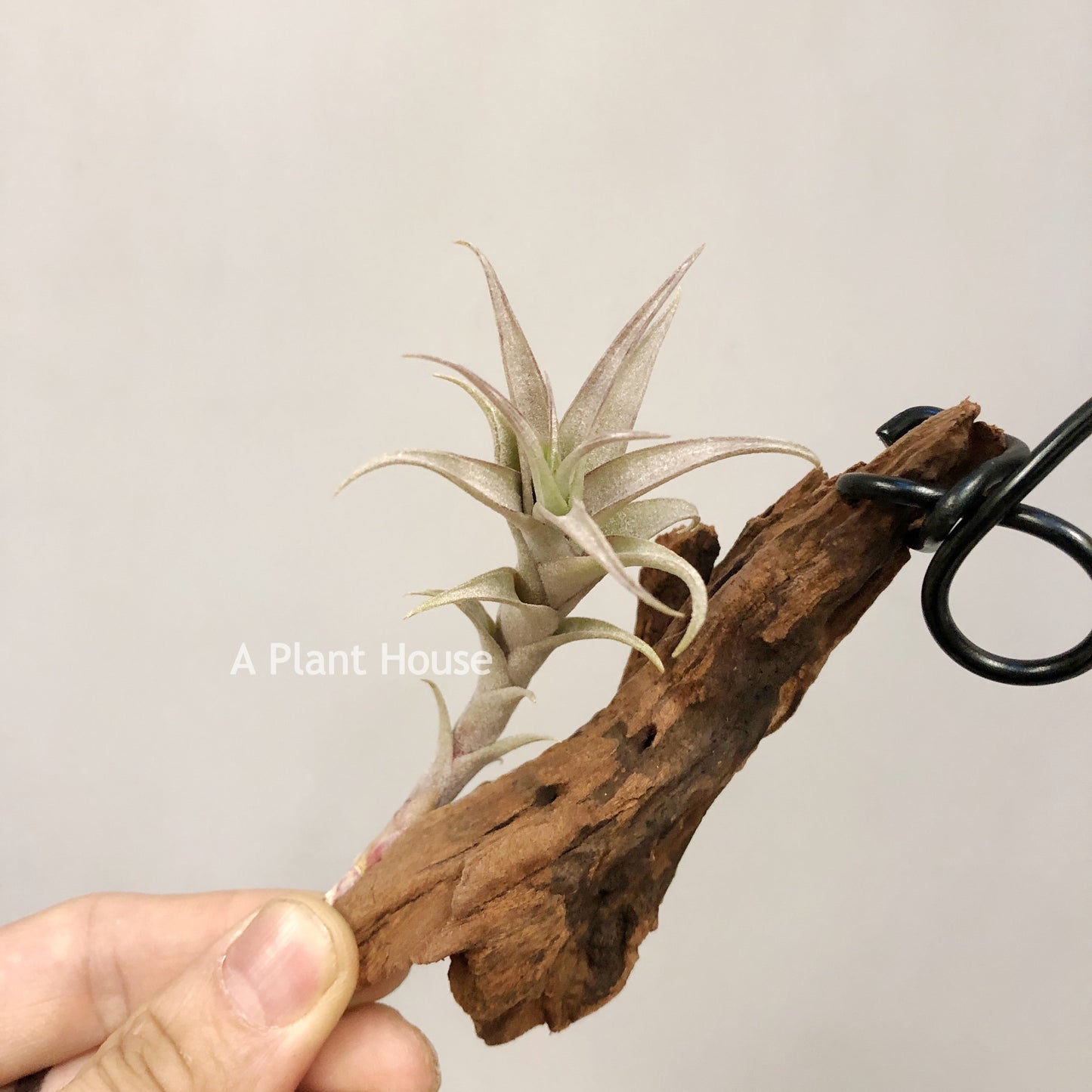 Tillandsia Roseoscapa