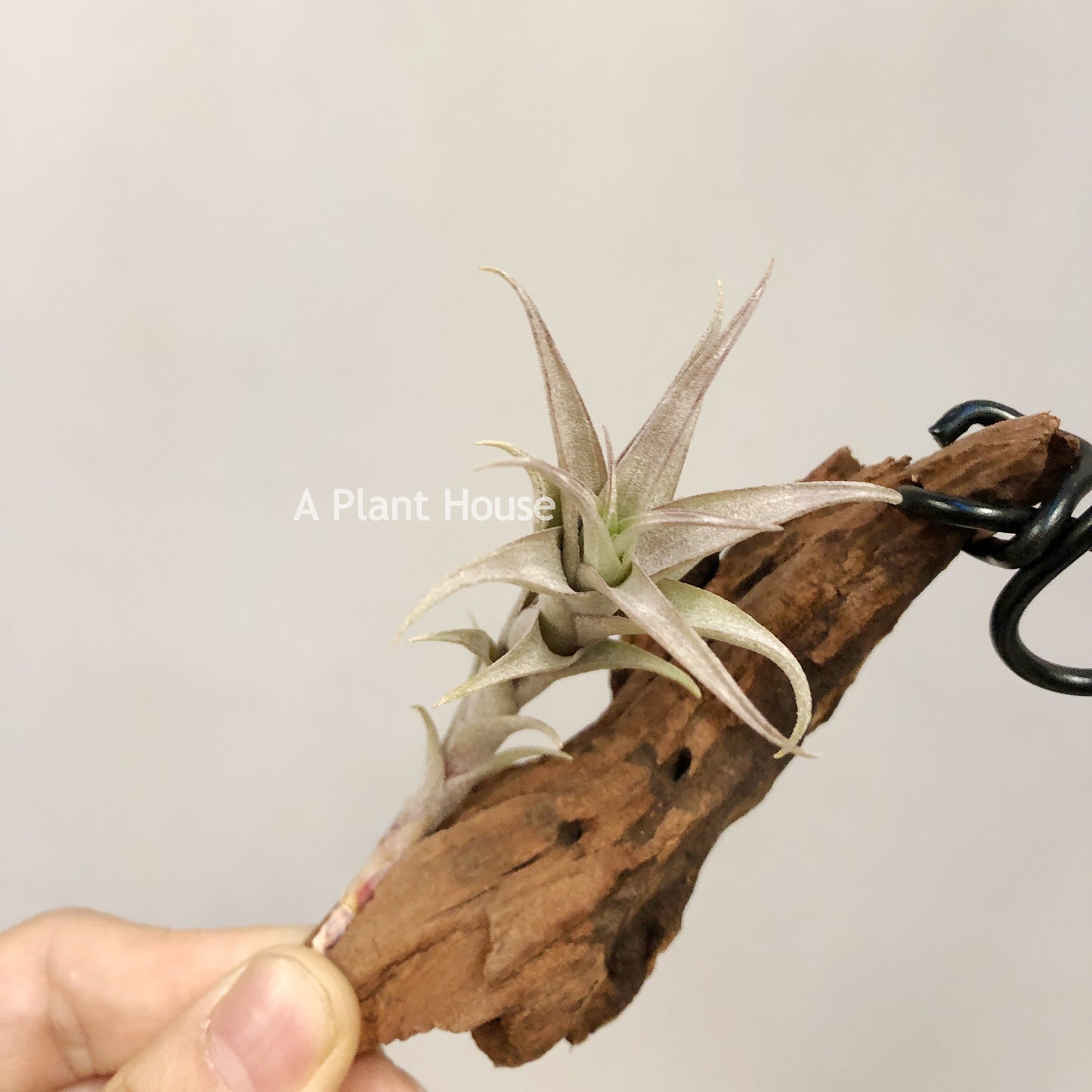 Tillandsia Roseoscapa