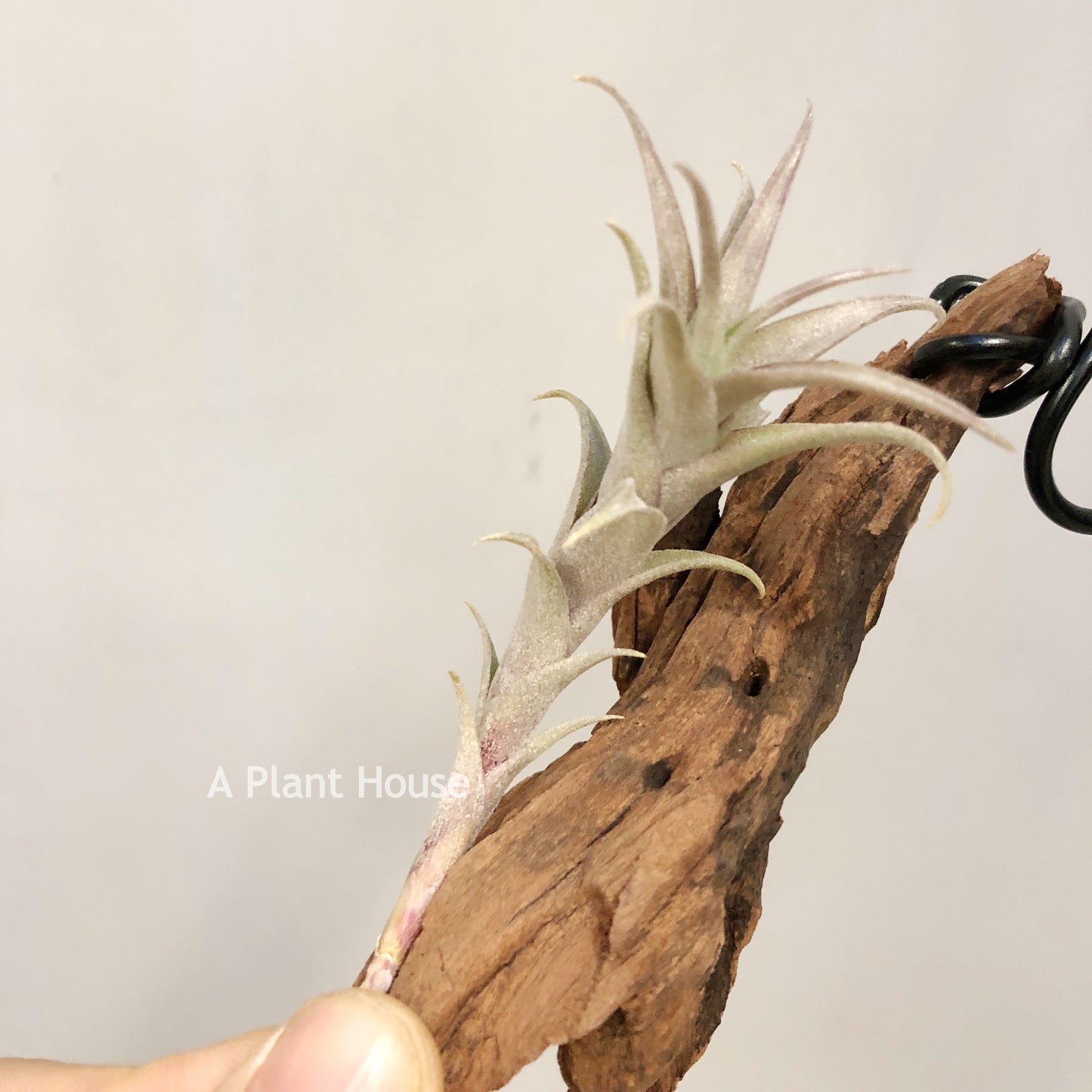 Tillandsia Roseoscapa