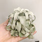 Tillandsia Streptophylla