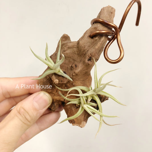 Tillandsia Rectangula