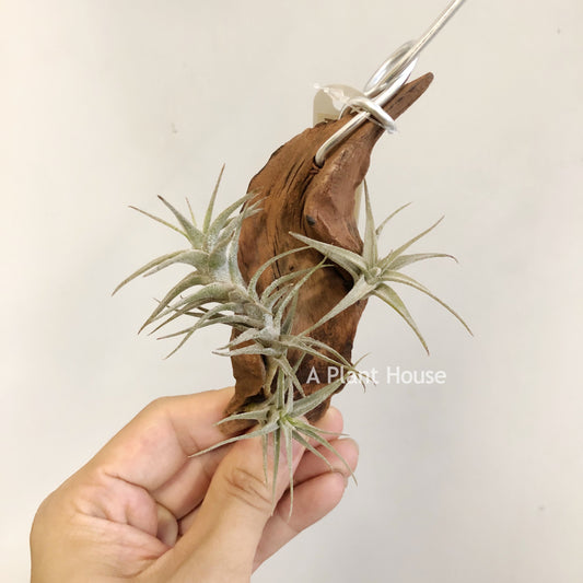 Tillandsia Latifolia Type 3